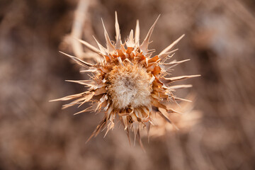 
Close-up of a thorn