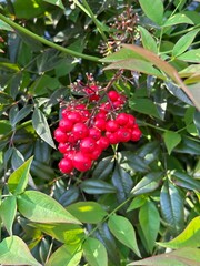 red berries on a branch