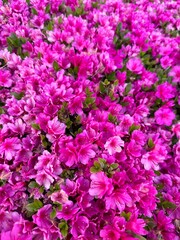 Fototapeta premium pink hydrangea flowers
