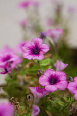 Fototapeta premium close up of a pink flower