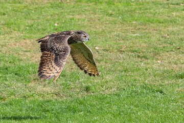 Eagle Owl, strigiformes bird of the family Strigidae, in flight