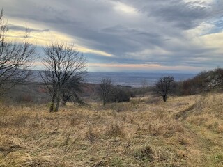sunset in the forest