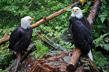 Sitka, Alaska: Two bald eagles (Haliaeetus leucocephalus) at the Alaska Raptor Center.