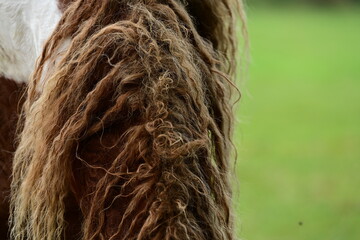 Geschecktes Pferd mit lockigem Haar auf der Wiese