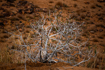 2024 03 12 Jebel Saghro Atlas tree 25