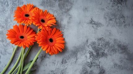 A dynamic composition of vibrant orange gerbera daisies against a modern concrete wall backdrop, angled shot, Contemporary style