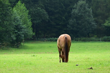 Pferde auf der Sommerweide
