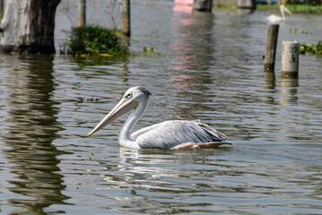 Spot Billed Pelican at Lake Naivasha