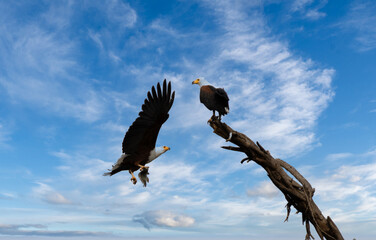 Fish Eagle with Prey in its talons arriving at nesting site on a tree
