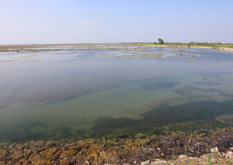 brackish water of the lagoon near venice called the venetian lagoon with its shallow seabed ideal for mollusk cultivation