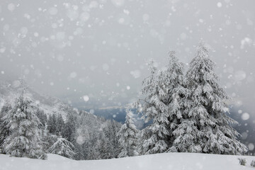 Incredibly beautiful winter landscape with snow-covered fir forest in the mountains and falling snowflakes . Magic fabulous winter mood
