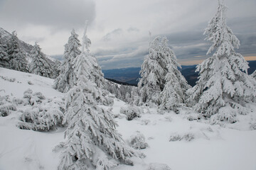 Incredibly beautiful winter landscape with snow-covered fir forest in the mountains. Fabulous firs in white frost.