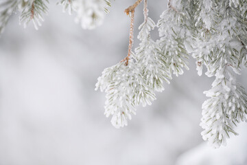 Spruce branch in white frost on a light natural winter background. Free space. 