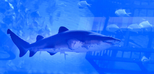 aquarium shark in blue water