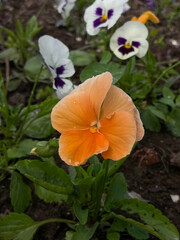 Peach pansies. Orange viola. Garden flower close-up. Perennial flowers. Growing and gardening. Plants on the background of the vegetable garden for label, packaging, banner and flower shop