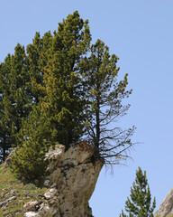 tree growing on a rocky outcrop firmly attached shows the strength of nature and the tenacity of life