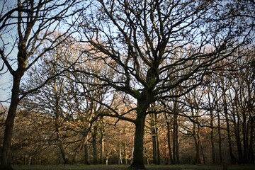 Obraz premium Autumn tree photos