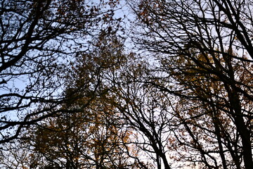 Autumn tree photos