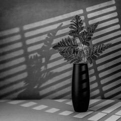 Fine Art Still Life Black and White image of a Fern in a Small Black with Lighting from a blind vase in Square Format