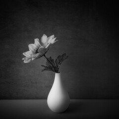 Fine Art Still Life Black and White image of a Sunflower  in a Small vase in Square Format