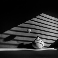 Fine Art Still Life Black and White image of a Wite Pom Pom in a Small vase with lighting through Blinds in Square Format