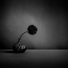 Fine Art Still Life Black and White image of a Black Pom Pom in a Small vase in Square Format