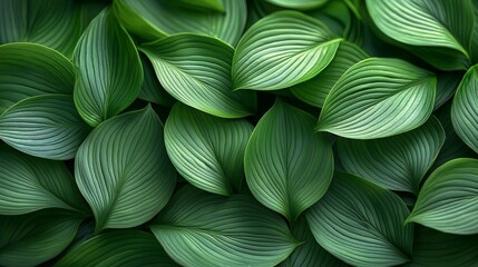 A close-up view of lush green leaves arranged densely, showcasing their texture and color.