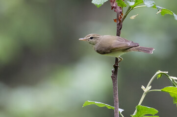 Greenish Warbler