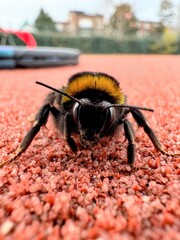 Bee standing on tarmac or imitation clay