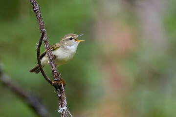Greenish Warbler
