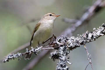 Greenish Warbler