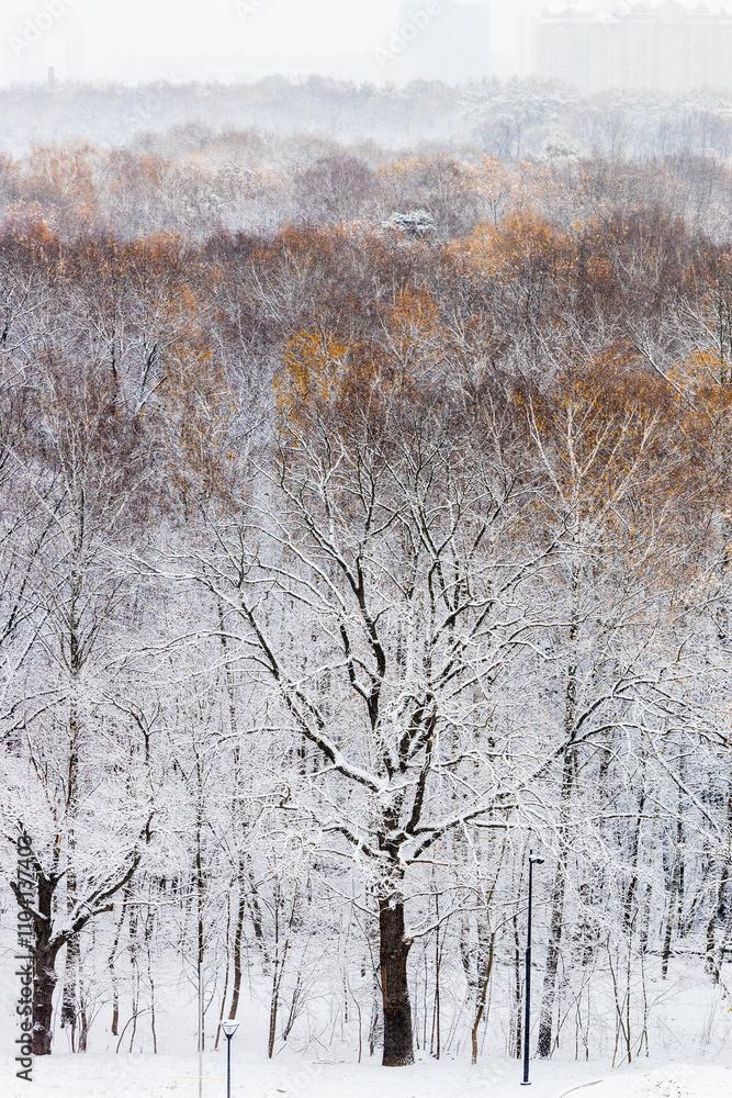 Canvas Prints above view of trees in city park with first snow