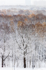 above view of trees in city park with first snow