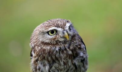 Owl with a yellow beak, large eyes, carefully observing its surroundings and a green background