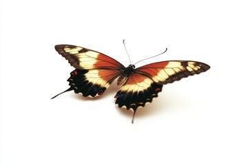 Naklejka premium A butterfly sits on a plain white background, its wings spread out
