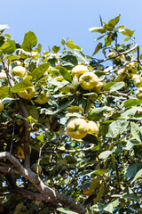yellow quince fruits on tree on sunny autumn day