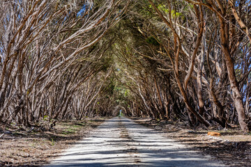Impressive eucalyptus tree tunnel on Kangaroo Island, South Australia, Australia