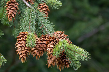 Forest idyll: fir branch with ripe cones