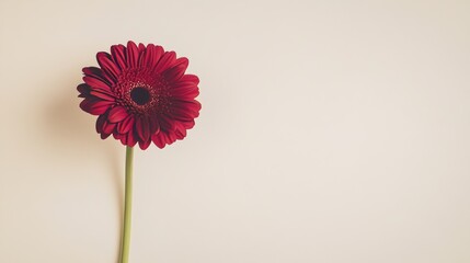 A lone rich crimson gerbera daisy isolated against a light cream background, close-up shot, Minimalist style