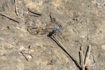 Blue dragonfly odonata with green eyes perched on dirt road close-up. Azure damselfly aeshna cyanea detachment of ancient flying insects. Branch of entomology to study of dragonflies is odonatology.