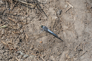 Blue dragonfly odonata with green eyes perched on dirt road close-up. Azure damselfly aeshna cyanea detachment of ancient flying insects. Branch of entomology to study of dragonflies is odonatology.