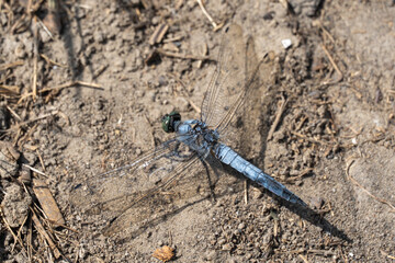 Blue dragonfly odonata with green eyes perched on dirt road close-up. Azure damselfly aeshna cyanea detachment of ancient flying insects. Branch of entomology to study of dragonflies is odonatology.