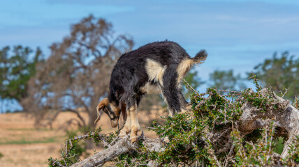 Goat in the trees in the Essaouira region of Morocco