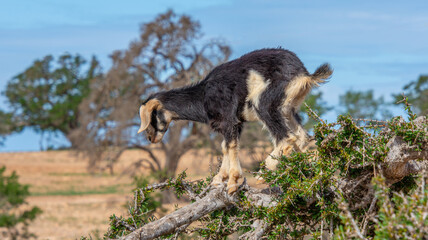 Goat in the trees in the Essaouira region of Morocco