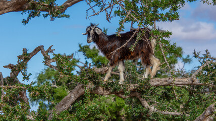 Goat in the trees in the Essaouira region of Morocco
