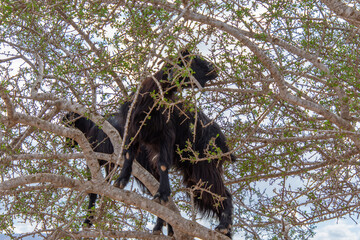 Goat in the trees in the Essaouira region of Morocco