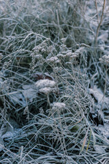 
winter forest, trees in snow and frost