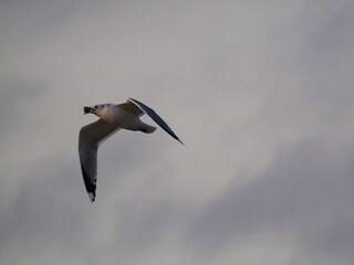 Möwe (Larinae) im Flug an der Nordsee