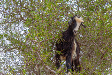 Goat in the trees in the Essaouira region of Morocco