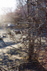 
winter forest, trees in snow and frost